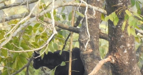 Báo đen lộ diện dưới chân núi Himalaya, phát hiện gây sửng sốt giới khoa học avatar1758597173595 17585971739381833379113jpg