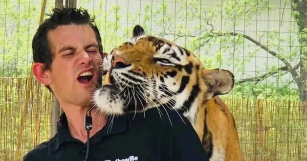 Hổ tấn công người huấn luyện đến chết avatar1758601251192 1758601251620572629056jpg