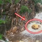 "Trăn khổng lồ" giữa suối khiến du khách hoảng sợ, ban quản lý nói: Nó đã ở đây hàng trăm triệu năm avatar1758613340475 1758613340728431509177 84 0 347 421 crop 17586133930821854438116jpg