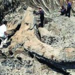 Người đàn ông làm ruộng đào được cây gỗ dài 20m tỏa mùi thơm, cảnh sát lập tức đến phong tỏa hiện trường avatar1758617002060 17586170026881302134788jpg