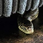 Người phụ nữ bị gia đình chồng nhốt vào phòng, thả rắn cắn avatar1758620165047 1758620165570661224439 0 48 315 552 crop 17586201782941871298561jpg