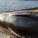 Bạn sẽ sốc khi biết có gì bên trong bụng chú cá voi này avatar1758724860604 1758724861155518480132 0 57 315 561 crop 17587248750201659172703jpg