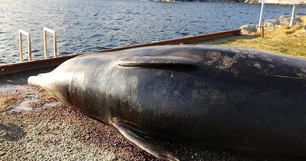 Bạn sẽ sốc khi biết có gì bên trong bụng chú cá voi này avatar1758724860604 1758724861155518480132 0 57 315 561 crop 17587248750201659172703jpg