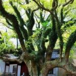 Loài cây “độc nhất vô nhị” trên thế giới sắp tuyệt chủng: Đã hơn 250 tuổi, hạt giống được gửi vào vũ trụ để nhân giống trong không gian avatar1758809424259 1758809424848949276659jpg