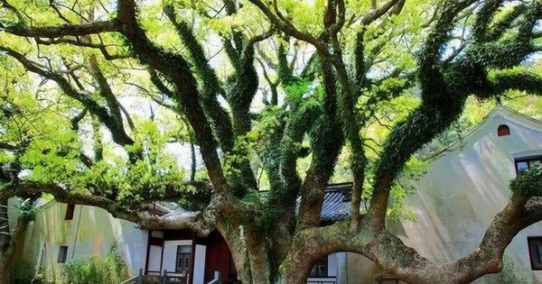 Loài cây “độc nhất vô nhị” trên thế giới sắp tuyệt chủng: Đã hơn 250 tuổi, hạt giống được gửi vào vũ trụ để nhân giống trong không gian avatar1758809424259 1758809424848949276659jpg