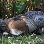 Khoảnh khắc trăn khổng lồ nôn ra cả một con hươu gây chấn động avatar1758871767277 17588717679131131093382 0 0 315 504 crop 17588717966971815954460jpg