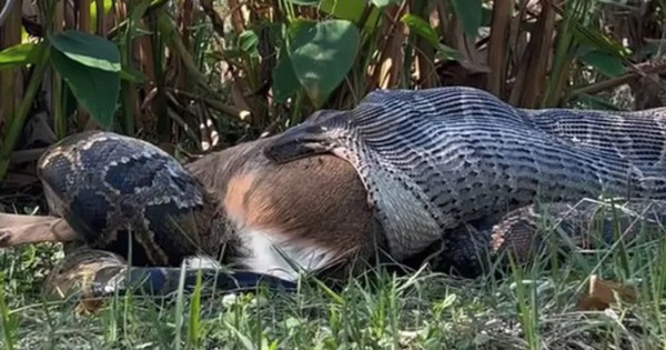 Khoảnh khắc trăn khổng lồ nôn ra cả một con hươu gây chấn động avatar1758871767277 17588717679131131093382 0 0 315 504 crop 17588717966971815954460jpg