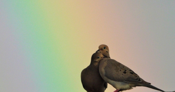 Loài chim "buồn nhất thế giới" avatar1758889909408 17588899099141542827641 0 86 315 590 crop 1758889932915443499803jpg