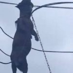 Sức mạnh kinh hoàng của bão Ragasa: Chú chó săn bị gió cuốn lên dây điện tử vong thương tâm avatar1758958640552 17589586409171233100110 0 0 316 506 crop 17589586559151359096200jpg