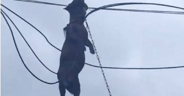 Sức mạnh kinh hoàng của bão Ragasa: Chú chó săn bị gió cuốn lên dây điện tử vong thương tâm avatar1758958640552 17589586409171233100110 0 0 316 506 crop 17589586559151359096200jpg