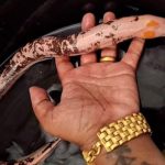 Ngư dân bắt được lươn bạch tạng hiếm thấy ở con kênh avatar1758960817531 175896081813767227803jpg