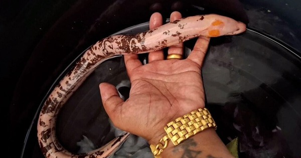 Ngư dân bắt được lươn bạch tạng hiếm thấy ở con kênh avatar1758960817531 175896081813767227803jpg