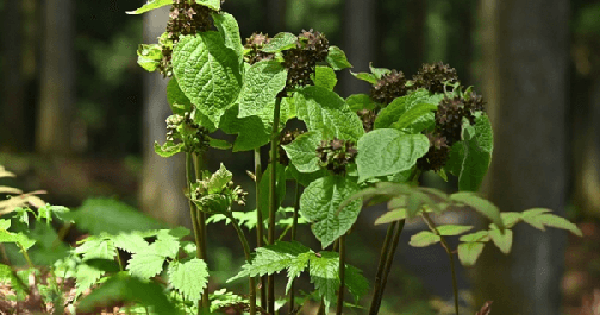 Loài cây biết tạo ra "sự hấp dẫn chết chóc" avatar1759138637794 1759138638474255181320 0 38 315 542 crop 17591386551861745811631png