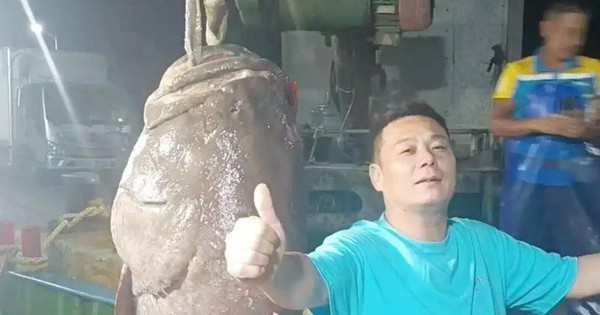 Người đàn ông bắt được "quái ngư" dài 1,8m, bán vội có ngay gần 130 triệu đồng avatar1759205016509 17592050169841006994147jpg