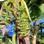 Cây chuối bỗng xảy ra hiện tượng lạ, người dân đổ xô đến xem avatar1759377523553 17593775344621737817186jpg