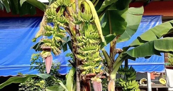 Cây chuối bỗng xảy ra hiện tượng lạ, người dân đổ xô đến xem avatar1759377523553 17593775344621737817186jpg