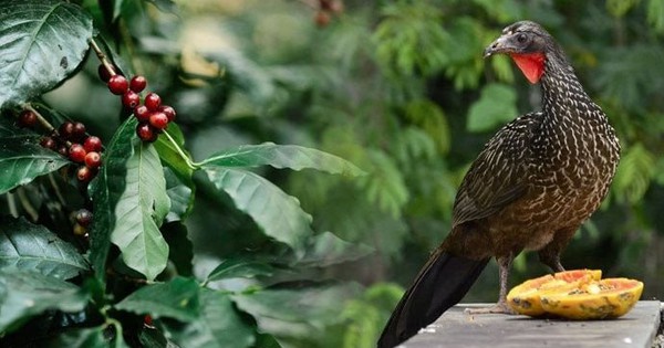 Giống đến 90% cà phê chồn từ Việt Nam, quốc gia đối thủ đang nhân giống một loại cà phê chim có giá 35 triệu đồng/kg – được khắp Á, Âu săn đón avatar1759448997580 17594489980131668697267jpg