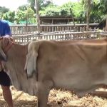 Bò 6 chân được trả 81 triệu đồng, người đàn ông từ chối bán avatar1759460457830 1759460459392734077282jpeg