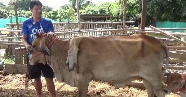 Bò 6 chân được trả 81 triệu đồng, người đàn ông từ chối bán avatar1759460457830 1759460459392734077282jpeg