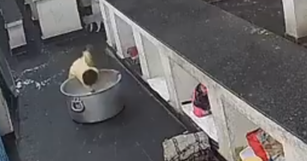 Bé gái 17 tháng tuổi tử vong thương tâm sau khi ngã vào nồi sữa nóng trong bếp trường học avatar1759486916293 17594869167191035061220png