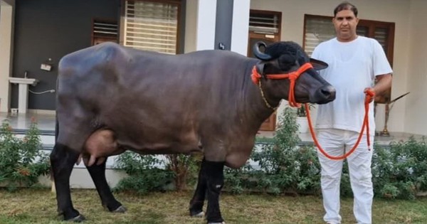 Con trâu cái "khổng lồ" được trả 445 triệu đồng, chủ nhân vẫn từ chối bán avatar1759645786949 1759645787745624698932jpg