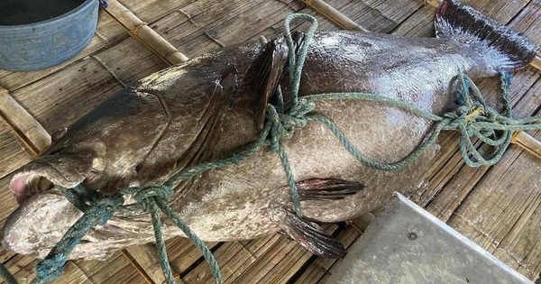 Ngư dân bắt được con cá mú khổng lồ nặng 194kg trên biển avatar1759645860000 1759645860318551867339jpg