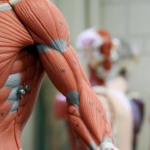 Đại học Harvard đối mặt kiện tụng vì bê bối bán thi thể hiến tặng avatar1759885775122 1759885775457226913337png