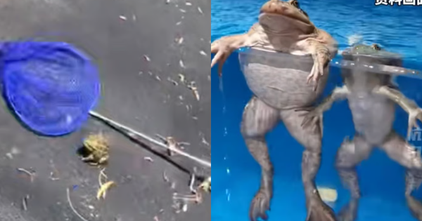 Cụ bà 82 tuổi nuốt 8 con ếch sống avatar1759903950814 175990395177420112816png