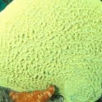 Loài vật này giống "thủy tổ" của chúng ta nhất avatar1759915496275 1759915496624818948305 0 37 315 541 crop 1759915520382546216206jpg