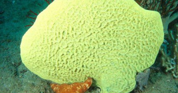 Loài vật này giống "thủy tổ" của chúng ta nhất avatar1759915496275 1759915496624818948305 0 37 315 541 crop 1759915520382546216206jpg