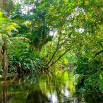 Phát hiện 47.000 kg vàng dưới các cây avatar1760070926077 17600709263531656661689png