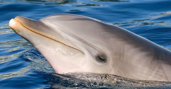 Cá heo mắc cạn, dấu hiệu của căn bệnh đáng sợ của con người avatar1760080135567 17600801359951410658721 0 0 315 504 crop 17600801489451162165111jpg