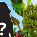 "Mỹ nhân đẹp nhất thế giới" phải cúi mình cưới cây chuối rồi mới được làm dâu hào môn avatar1760171776933 17601717783151949432877 0 0 366 700 crop 1760171906878652059801jpg