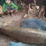 Người đàn ông bắt được cá hải tượng long dài 2m, giá 3,4 tỷ đồng trong ao chùa avatar1760249490340 17602494910791664663577png