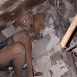 Chó xông vào nguy hiểm cứu gia đình chủ trong động đất ở Philippines avatar1760313863765 1760313864106119261796png