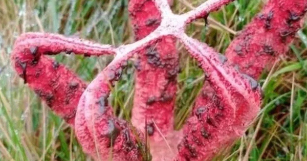 Đang đi dạo, người phụ nữ phát hiện ra thứ đáng sợ avatar1760323586846 17603235871941314877412 0 28 315 532 crop 17603236026521433146094jpg