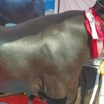 Người đàn ông sở hữu con trâu màu đen "khổng lồ", giá không dưới 65 tỷ đồng avatar1760327995011 17603279954121041274415 0 96 315 600 crop 17603280128262114194559jpg