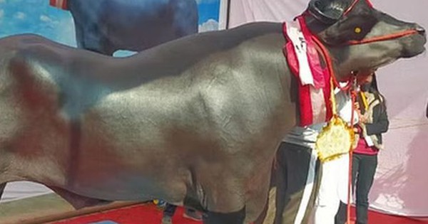 Người đàn ông sở hữu con trâu màu đen "khổng lồ", giá không dưới 65 tỷ đồng avatar1760327995011 17603279954121041274415 0 96 315 600 crop 17603280128262114194559jpg