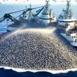 10 triệu con cá "bốc hơi" ngay trước mắt các nhà khoa học trong vài giờ: "Điều đó đủ khiến bạn rùng mình" avatar1760342804181 17603428046181525467393jpg