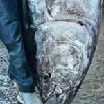 Câu được cá ngừ khổng lồ nặng 210kg, ngư dân liền bán với giá 70 triệu đồng avatar1760429050555 1760429051124804673977 0 43 315 547 crop 1760429063968434186749jpg