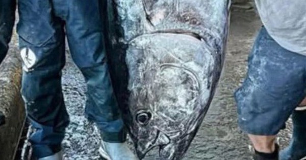 Câu được cá ngừ khổng lồ nặng 210kg, ngư dân liền bán với giá 70 triệu đồng avatar1760429050555 1760429051124804673977 0 43 315 547 crop 1760429063968434186749jpg