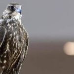 Con chim được bán với giá 4,5 tỷ đồng, đại gia vẫn xuống tiền mua avatar1760498122284 17604981228991388643221jpg