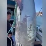 Ngư dân bắt được con cá khổng lồ nặng hơn 280 kg, giá 52 tỷ đồng avatar1760516416941 1760516417554498006521jpg