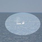 Phát hiện "thủy quái" trên biển, người dân cả vùng chấn động và đặt cùng 1 câu hỏi avatar1760529996598 17605299974642025099895 0 45 315 549 crop 1760530003497762567268jpg