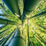 Phát minh "có thể thay đổi thế giới" của Trung Quốc: "Vàng" trong tre, chi 2.300 USD thu được 1 tấn avatar1760587446155 17605874467251062531747 0 48 315 552 crop 1760587457325627837082jpg