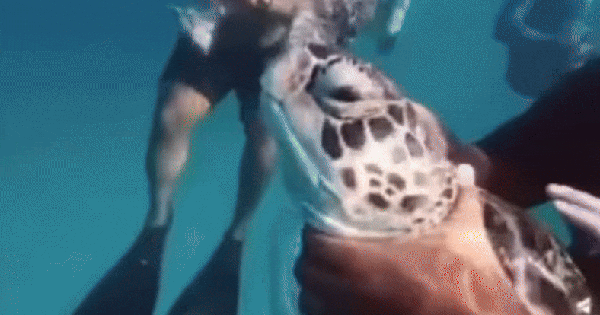 Malaysia sôi sục vì video du khách bóp cổ, hành hạ rùa quý hiếm avatar1760589029279 1760589034421528536318gifpng