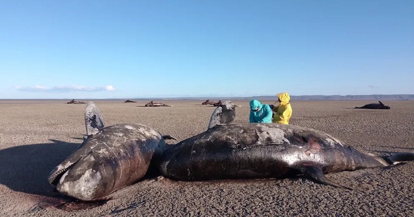 Hàng chục cá voi sát thủ chết bí ẩn bên bờ biển Argentina avatar1760602065928 17606020667752128189219jpg
