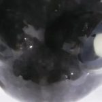 Câu chuyện có thật về sinh vật duy nhất trên hành tinh có thể ấp trứng trong dạ dày và 'đẻ con' bằng miệng avatar1760608097015 17606080974111045608371 0 36 315 540 crop 17606081017861427541316jpg