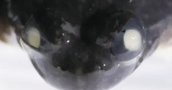 Câu chuyện có thật về sinh vật duy nhất trên hành tinh có thể ấp trứng trong dạ dày và 'đẻ con' bằng miệng avatar1760608097015 17606080974111045608371 0 36 315 540 crop 17606081017861427541316jpg