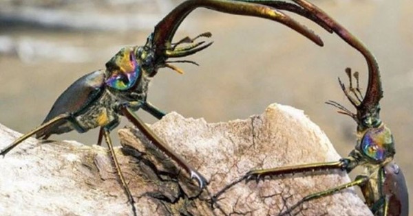 Loài côn trùng đắt đỏ nhất thế giới, giá hơn 2 tỷ đồng/con avatar1760667349426 1760667349810494485744jpg
